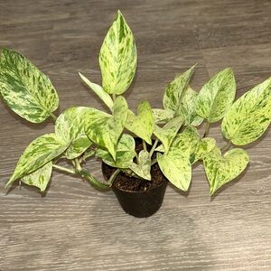 Variegated Pothos Live Houseplant